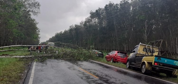 Pohon Karet tumbang, Nyaris Timpa Pengendara