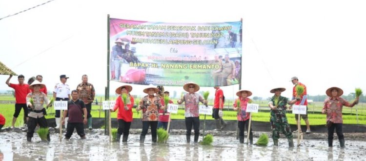 Turun Langsung Dalam Gerakan Tanam Padi Serentak Di Desa Pulau Jaya Palas, Bupati Lamsel Serahkan Bantuan Alsintan  