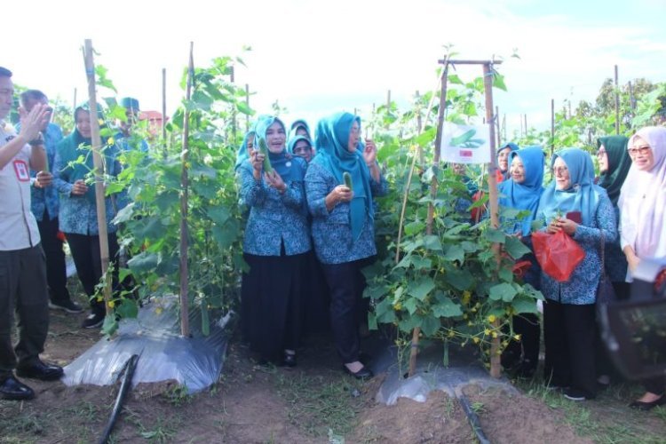 Hj. Winarni Nanang Ermanto Bersama Sekda Thamrin Panen Perdana Timun di Kebun Edukasi