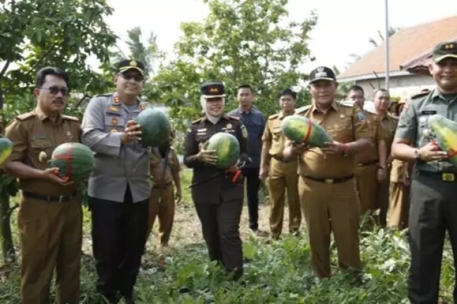Bupati Lampung Selatan Bersama Forkompimda Tanam Bawang Sekaligus Panen Semangka di Kebun Edukasi