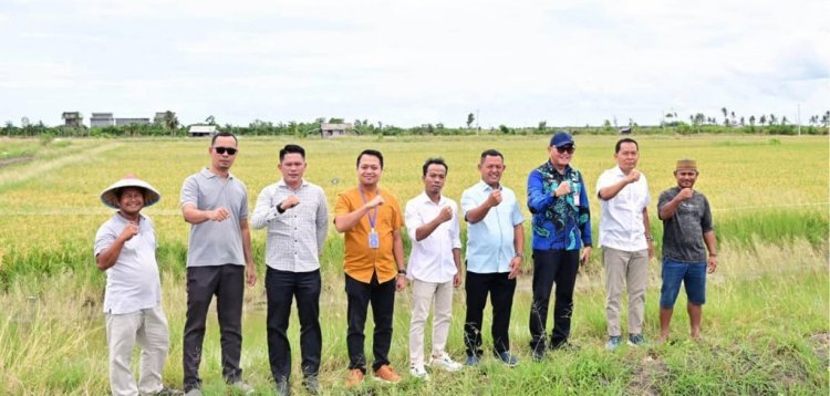 Padi Biosalin, Inovasi Cerdas Ubah Tambak Asin Jadi Sawah Produktif di Lampung Selatan